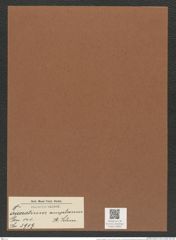 Triceratium amplexum A. Schm. (de-Toni-Nr.: Genus 140, Species 3919) Zeichnungen Sammlung Grunow Mappe 03943 (Herbarium_W_Grunow_drawings_Folder_03943)